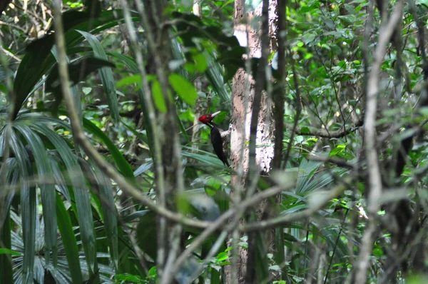 Guatemala Ormanında Bir Ağaçkakan — Stok fotoğraf