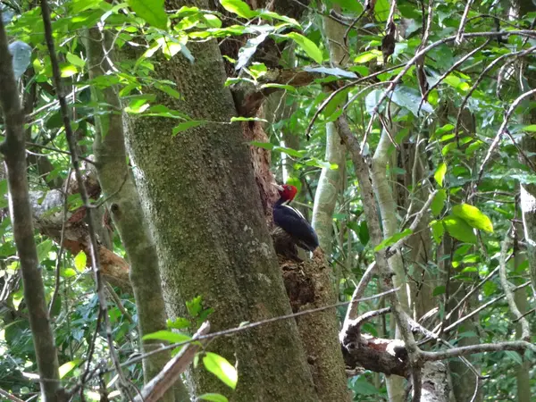 墨西哥丛林里的啄木鸟 — 图库照片