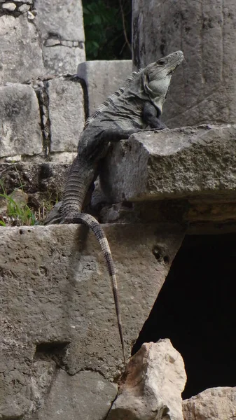 Meksika 'da kayalıklarda iguana.