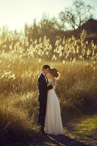 Jovem casal de casamento, noiva bonita com retrato do noivo no pôr do sol perto das orelhas de trigo, natureza verão ao ar livre — Fotografia de Stock