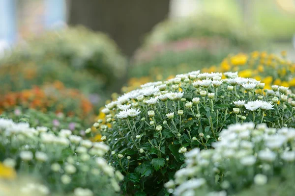 Flowers — Stock Photo, Image