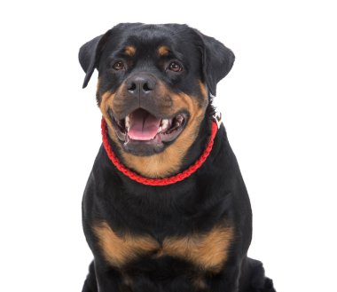 Köpekler