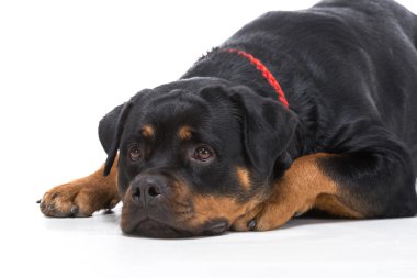 Köpekler