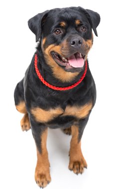 Köpekler