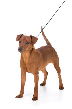 Köpekler
