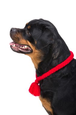 Köpekler
