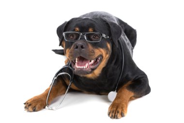 Köpekler