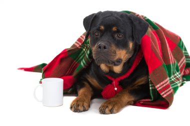 Köpekler