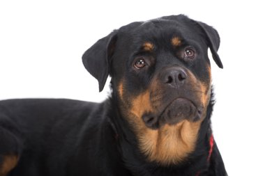 Köpekler