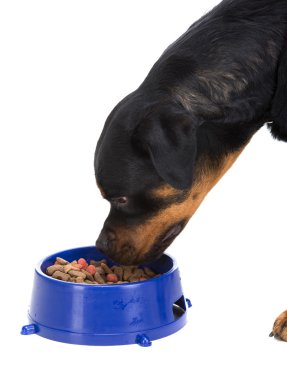 Köpekler