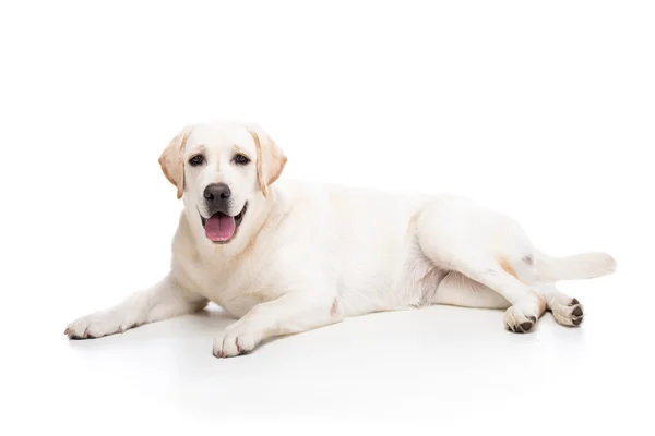 Cães — Fotografia de Stock