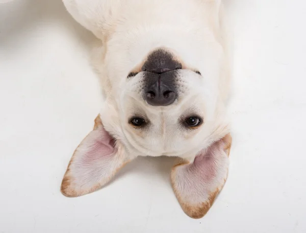 Cães — Fotografia de Stock