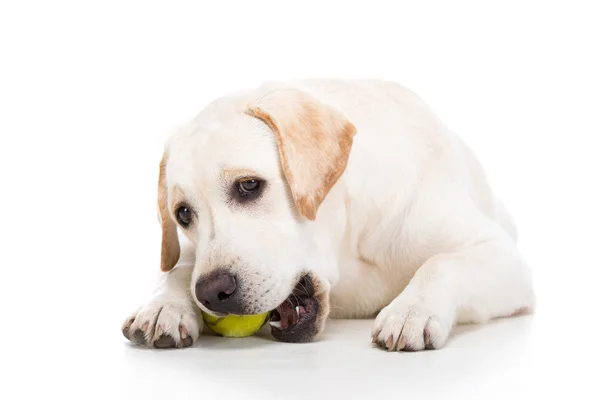 Dogs — Stock Photo, Image