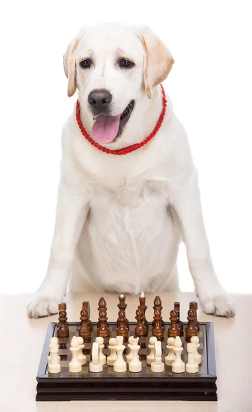 Dogs — Stock Photo, Image