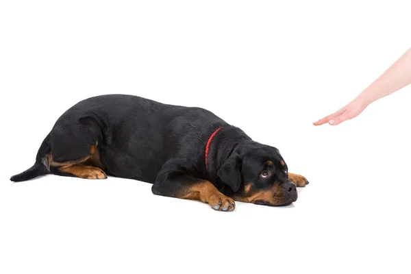 Honden — Stockfoto