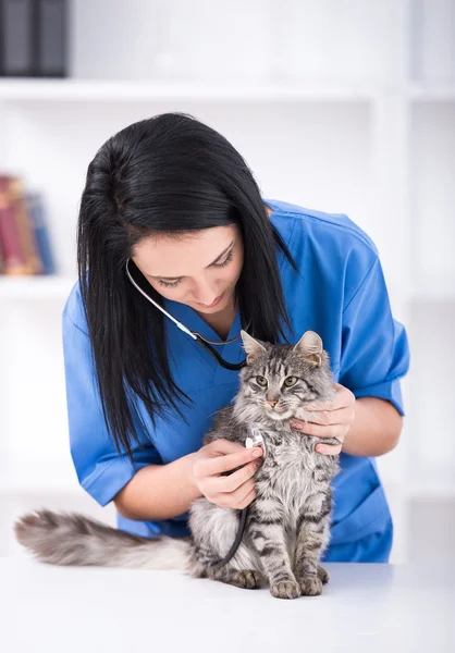 Veterinär — Stockfoto