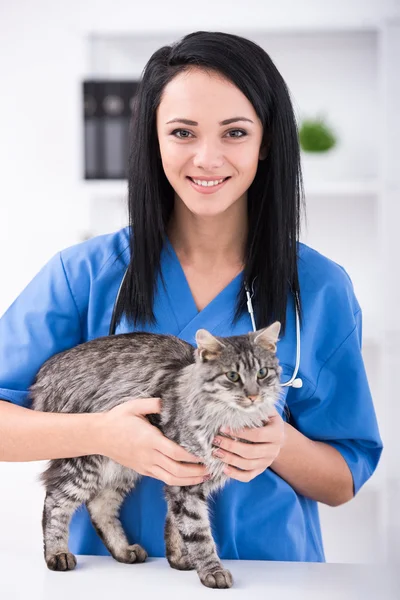 Veterinär — Stockfoto