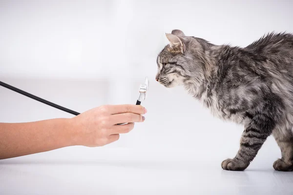 Veterinary — Stock Photo, Image