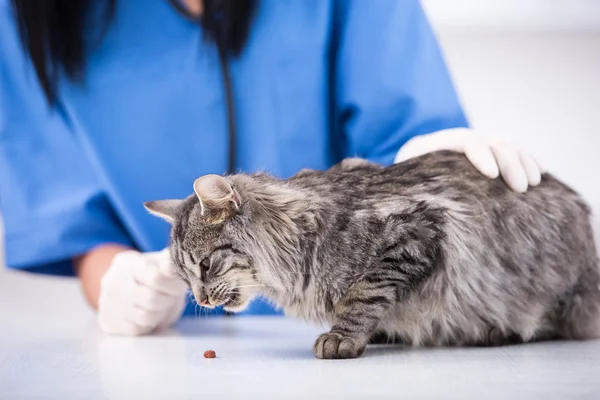 Veterinär — Stockfoto