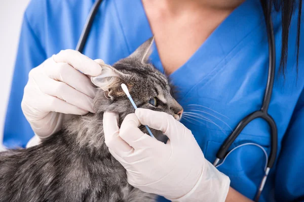 Veterinär — Stockfoto