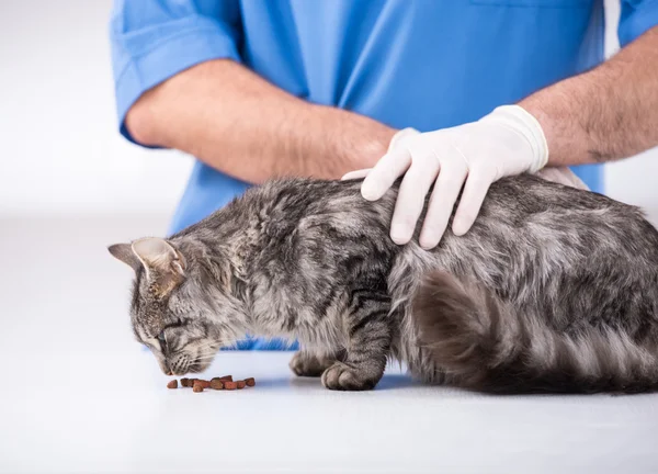 Veterinary — Stock Photo, Image