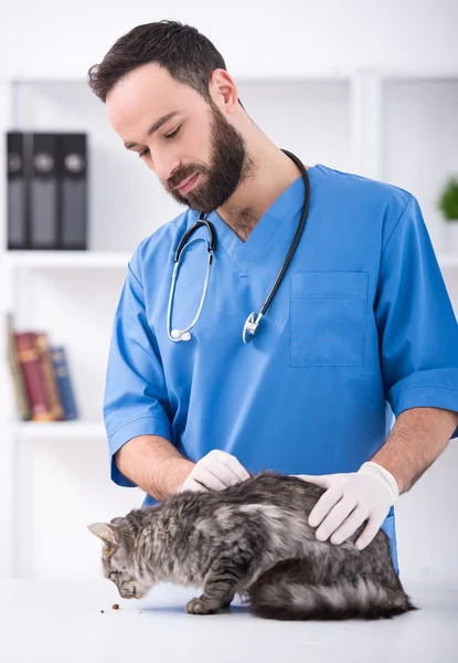 Veterinaria — Foto Stock