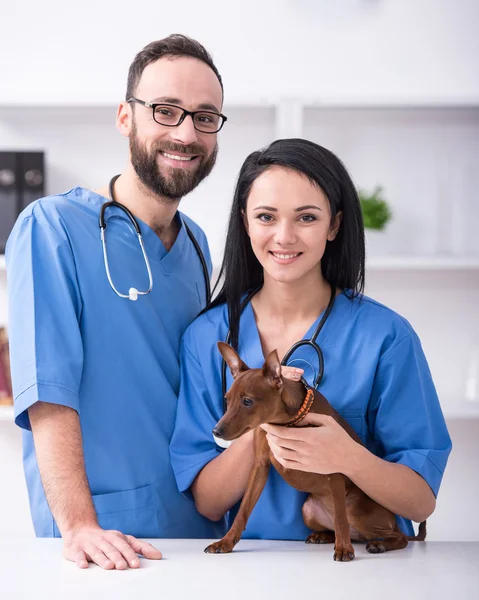 Veterinaria — Foto de Stock