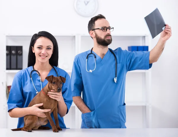 Veterinaria — Foto Stock