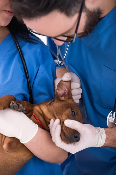 Ветеринария — стоковое фото