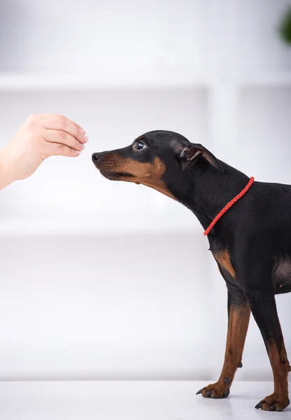 Veterinaria — Foto Stock