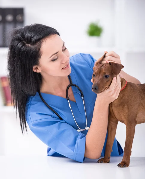 Veterinär — Stockfoto