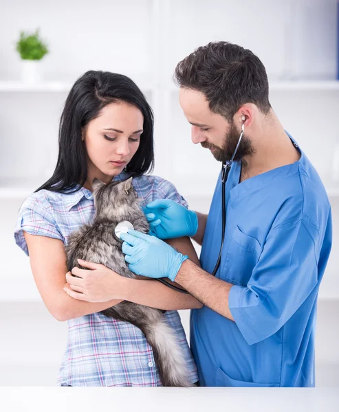 Veterinaria — Foto Stock