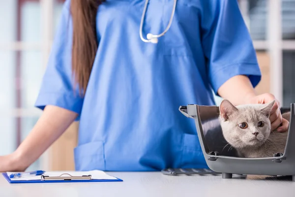 Veterinario — Foto Stock