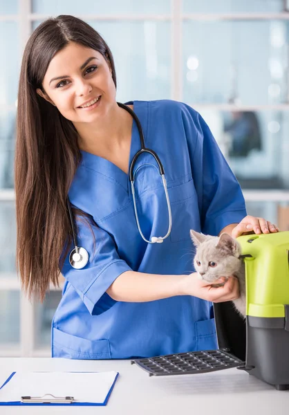 Veterinarian — Stock Photo, Image