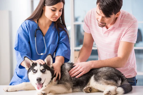 Veterinario — Foto Stock