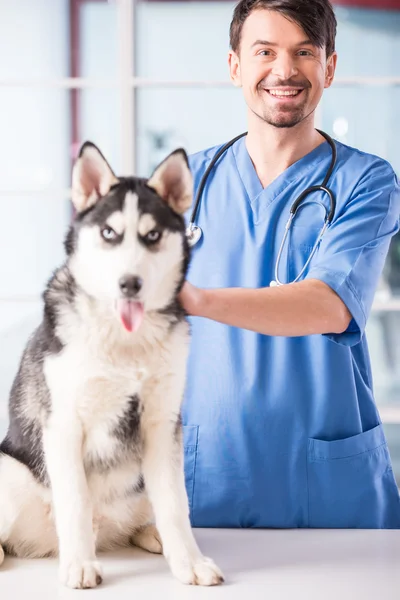 Veterinario — Foto Stock