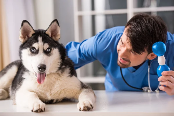 Veterinario — Foto Stock