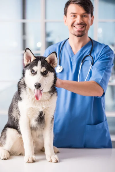 Veterinario — Foto Stock