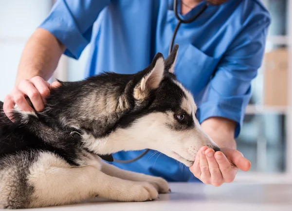 Veterinär — Stockfoto