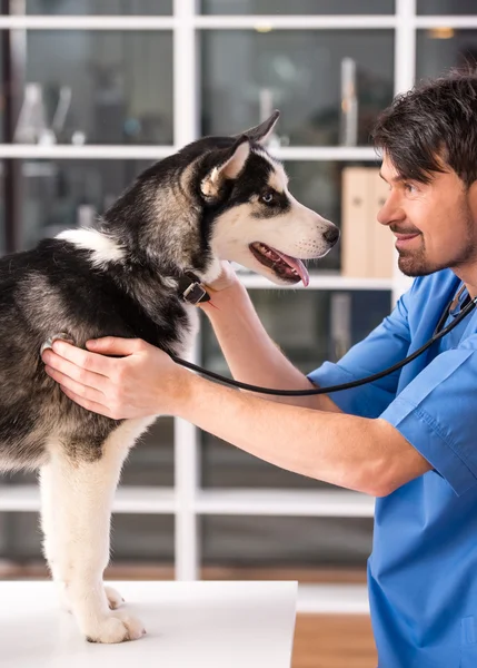 Veterinario — Foto Stock