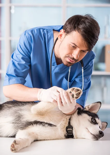 Ветеринарний лікар — стокове фото