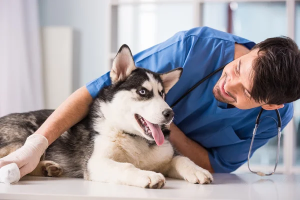 Veterinario — Foto Stock