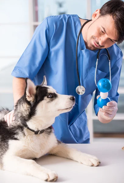 Veterinario — Foto de Stock