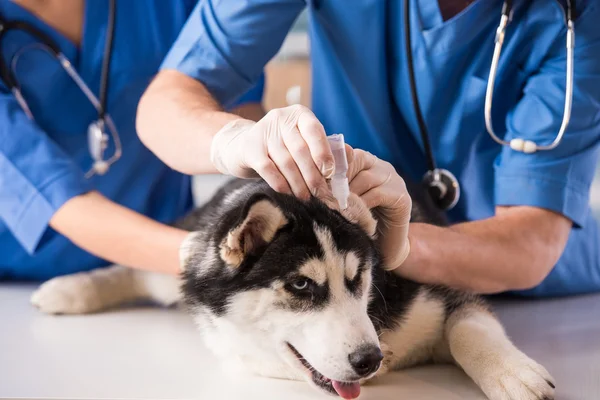 Veterinär — Stockfoto