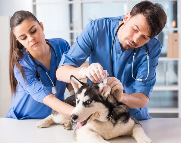 Veterinario — Foto Stock