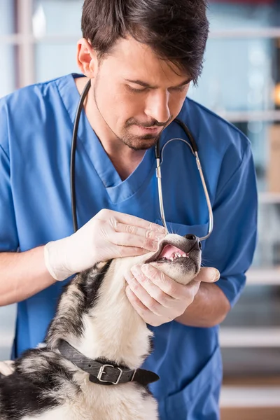 Veterinario — Foto de Stock