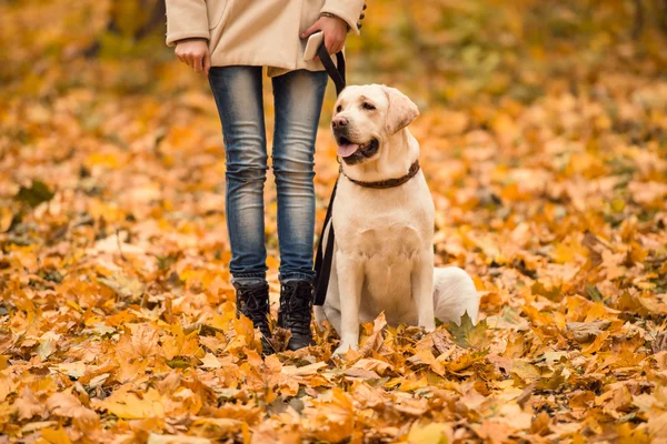 Paseo en el parque de otoño —  Fotos de Stock