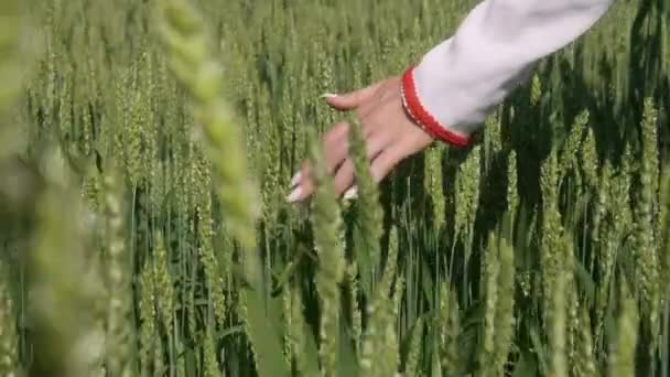 Închiderea unei mâini care atinge urechile de grâu într-un câmp — Videoclip de stoc