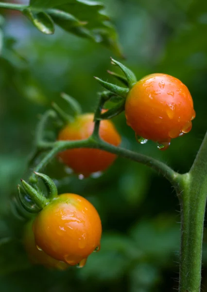 kiraz domates üzerinde çiy.