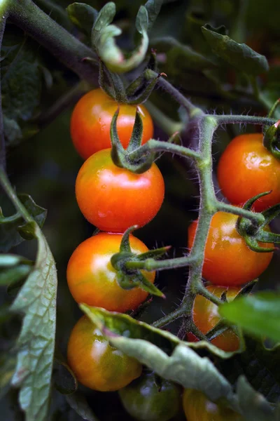 Bush kiraz domates.